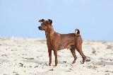 PINSCHER NAIN